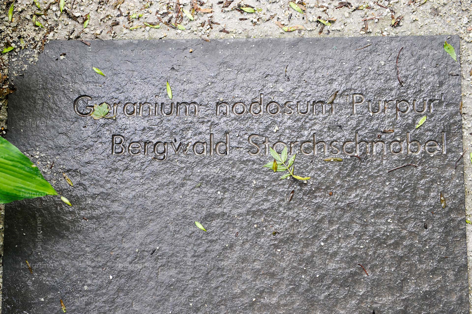 Landesgartenschau in Aschersleben mit einer gravierten belgrano® Naturstein Bodenplatte aus Basalt